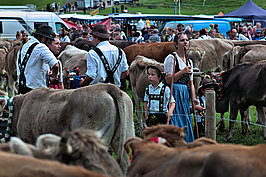 Viehscheid (4v9)_t.jpg